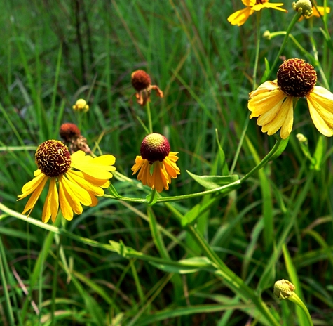 {Helenium flexuosum}
